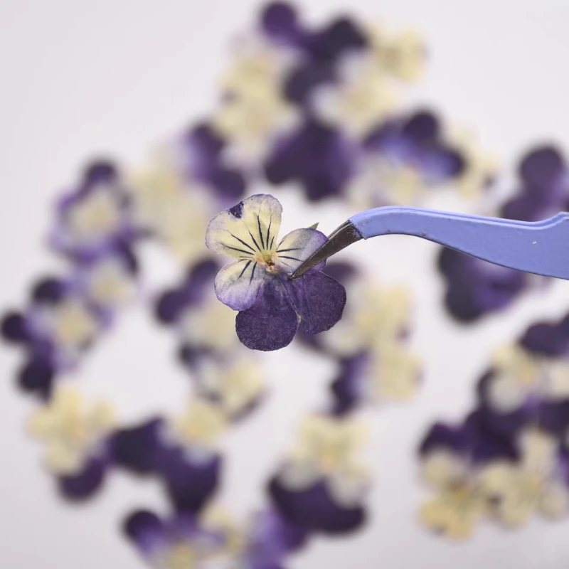 2-3cm/24pcs,nature Pressed Two - Herbal Wellness Drops 评论和价格