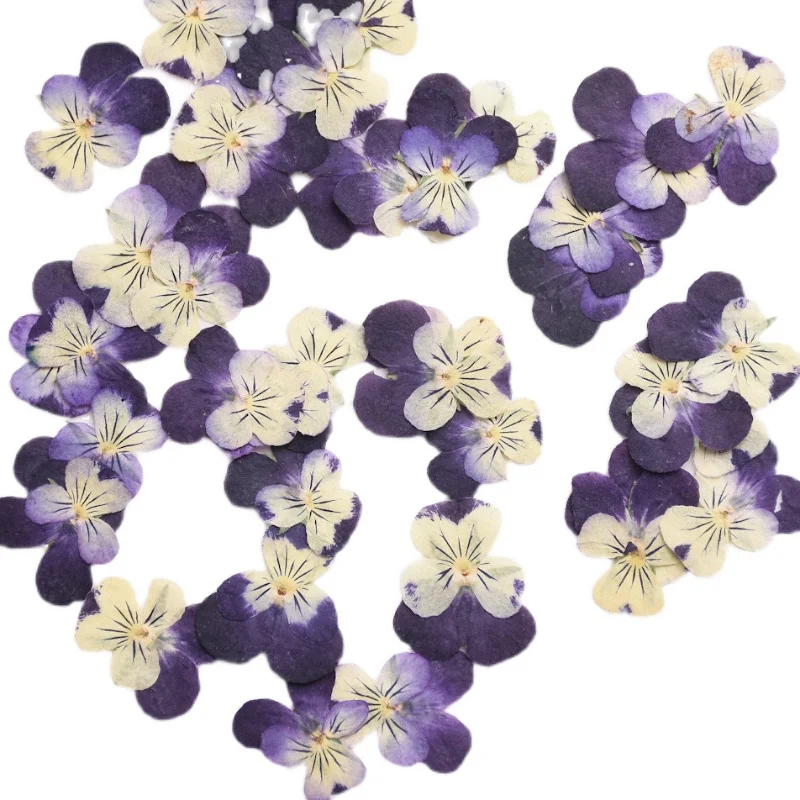 2-3cm/24pcs,nature Pressed Two - Herbal Wellness Drops 评论和价格