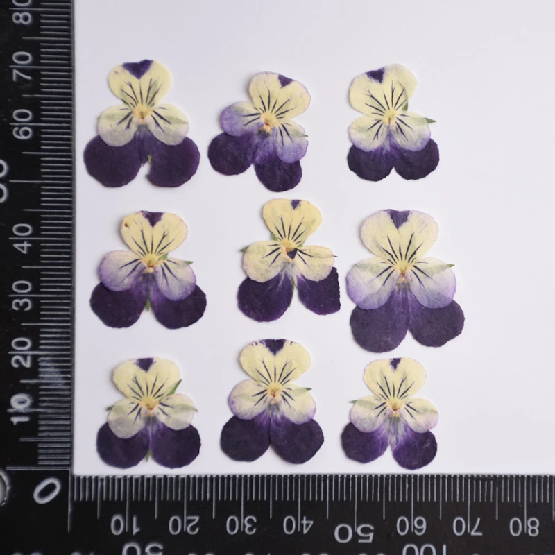 2-3cm/24pcs,nature Pressed Two - Herbal Wellness Drops 评论和价格